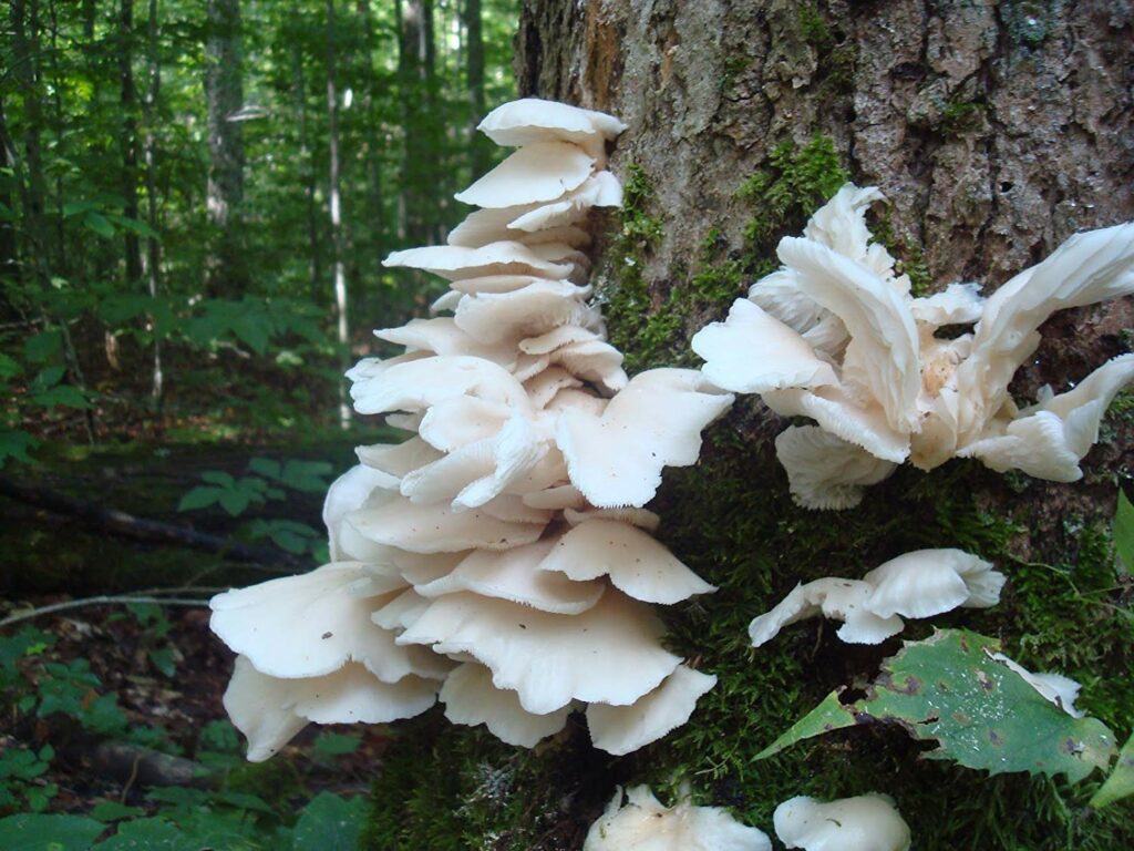 Wild Oyster Mushrooms