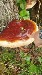 Ganoderma resinaceum